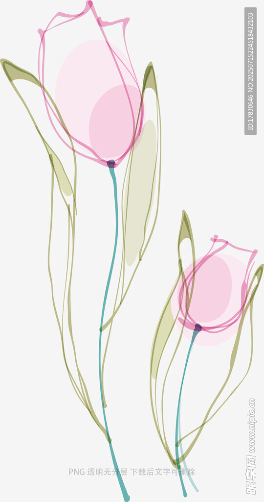 手绘粉色郁金香花卉图