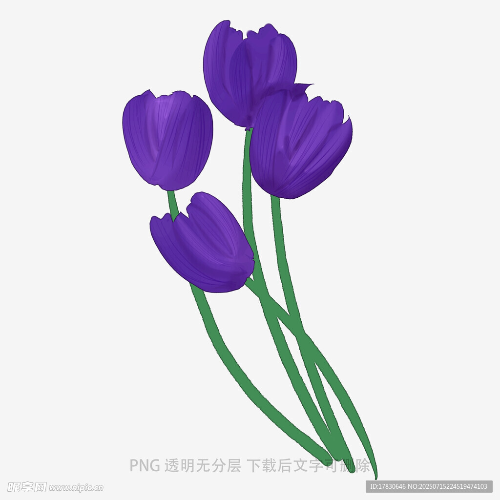 紫色郁金香插画