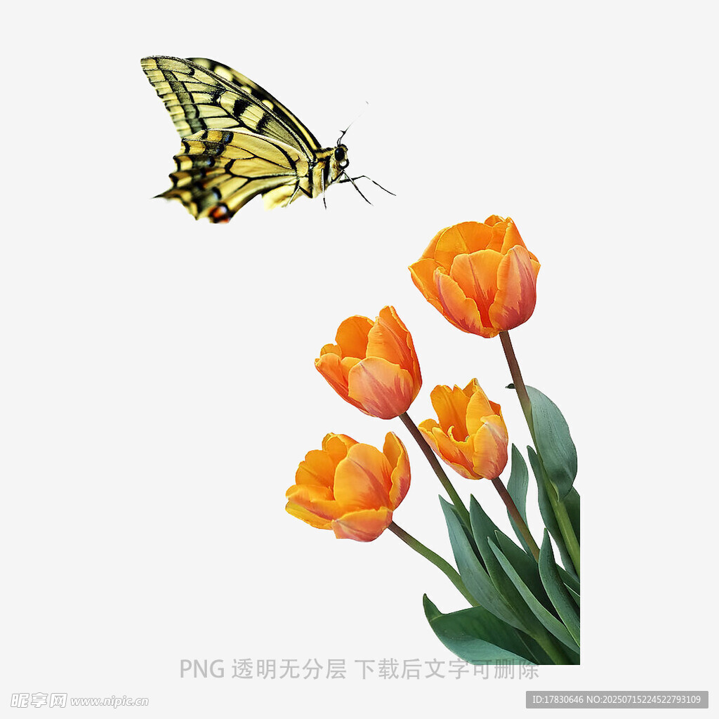 蝴蝶伴橙色郁金香飞舞