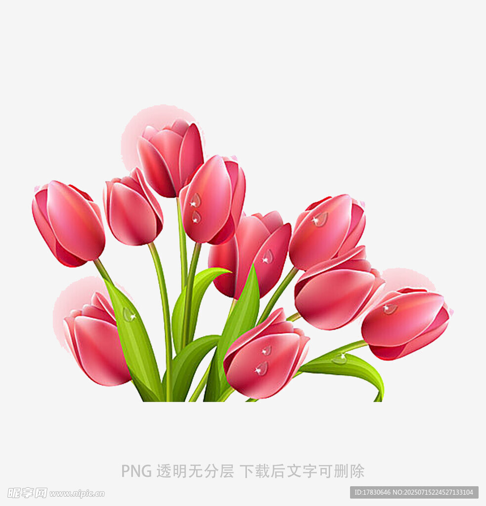 粉色郁金香花束