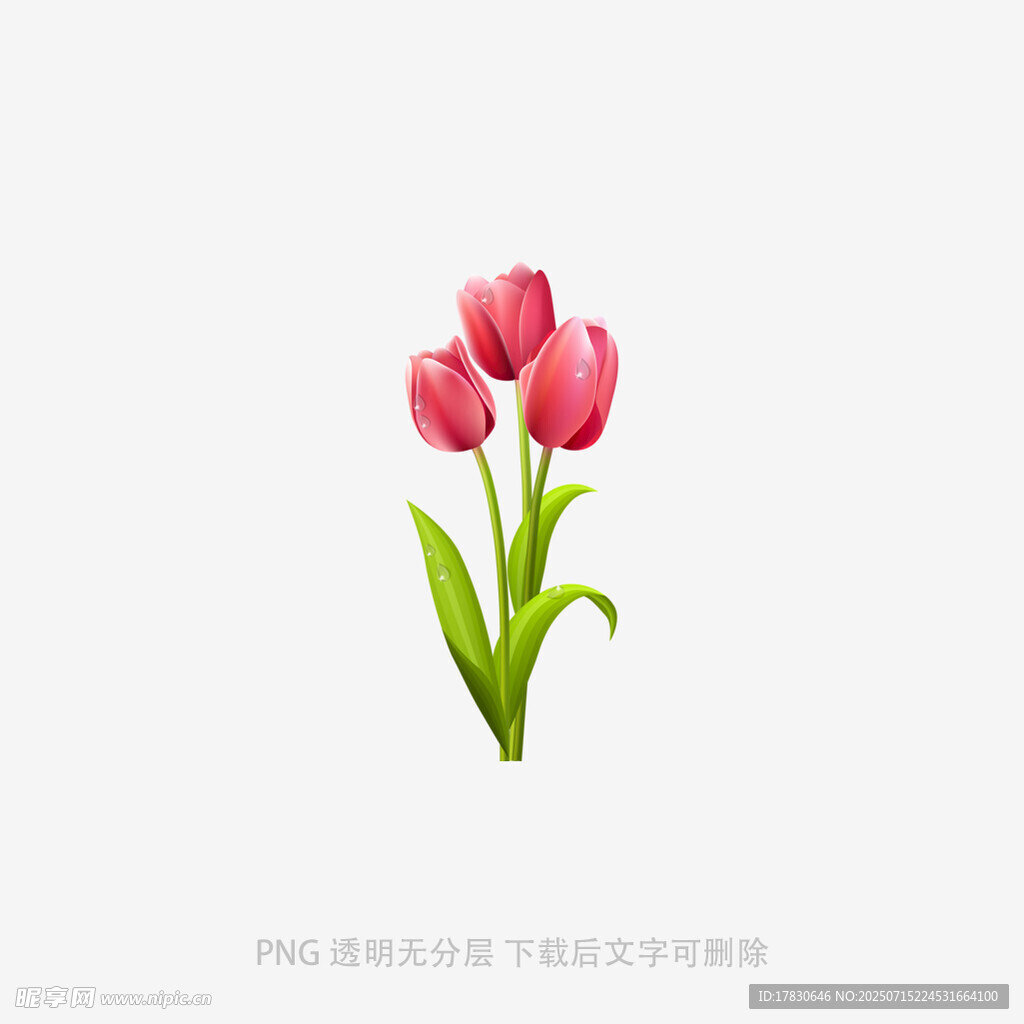 三朵粉色郁金香插画