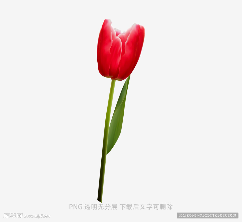 单支红色郁金香特写