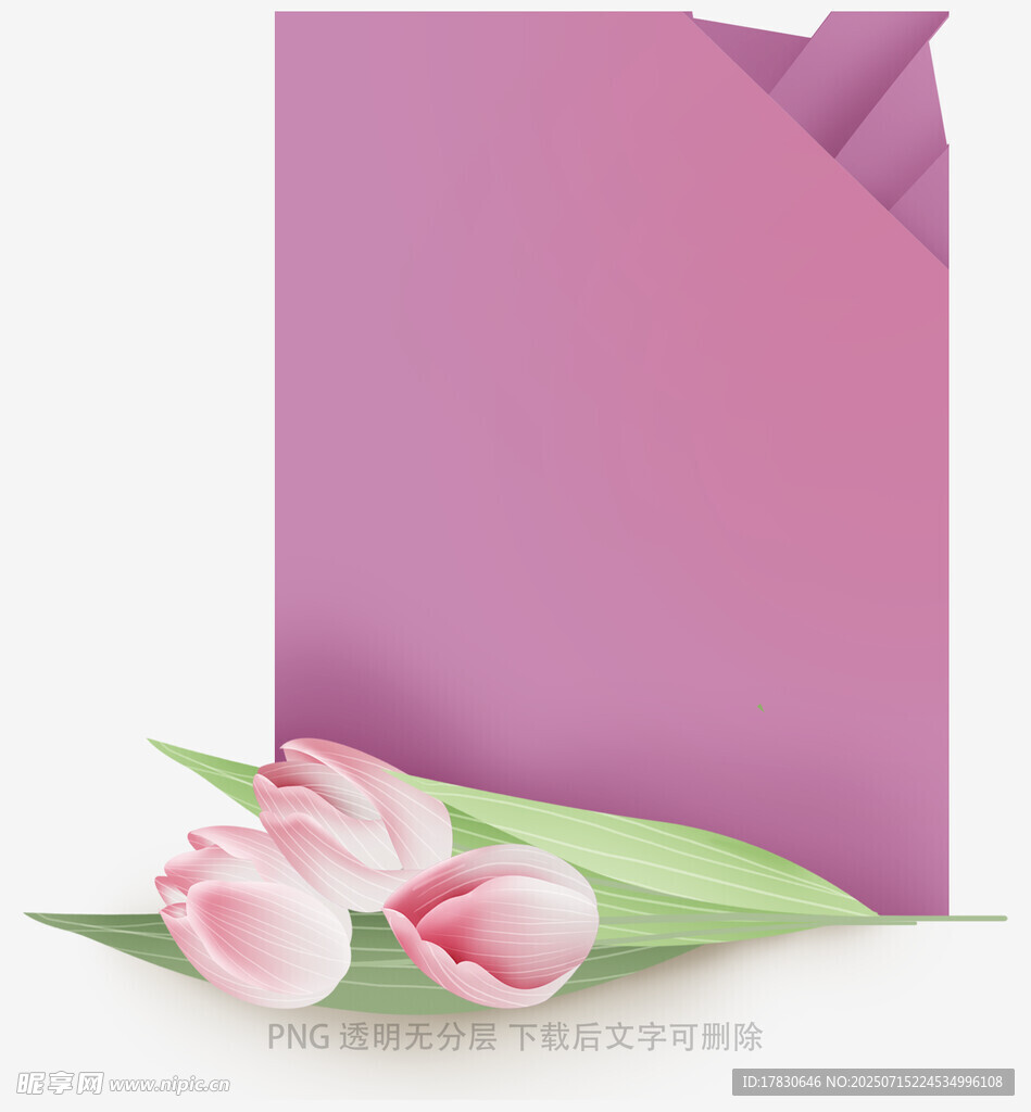 紫色背景上的粉色郁金香
