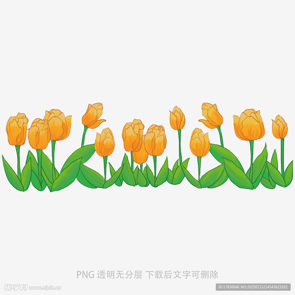 橙色郁金香花卉矢量图