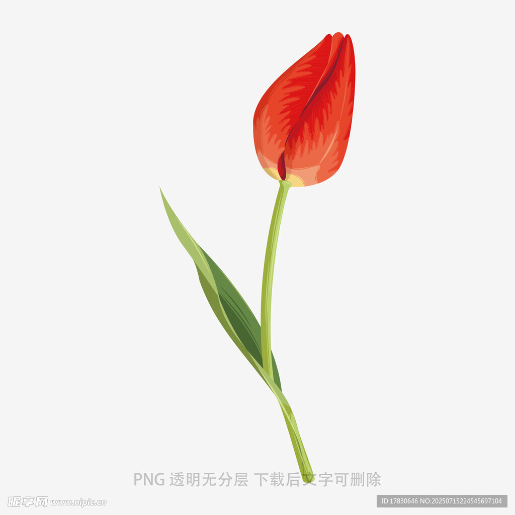 单支红色郁金香特写