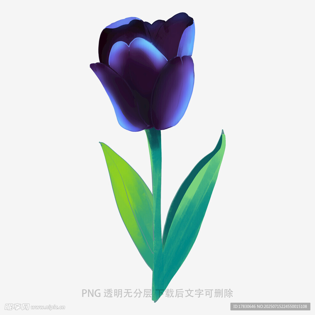 紫色郁金香插画