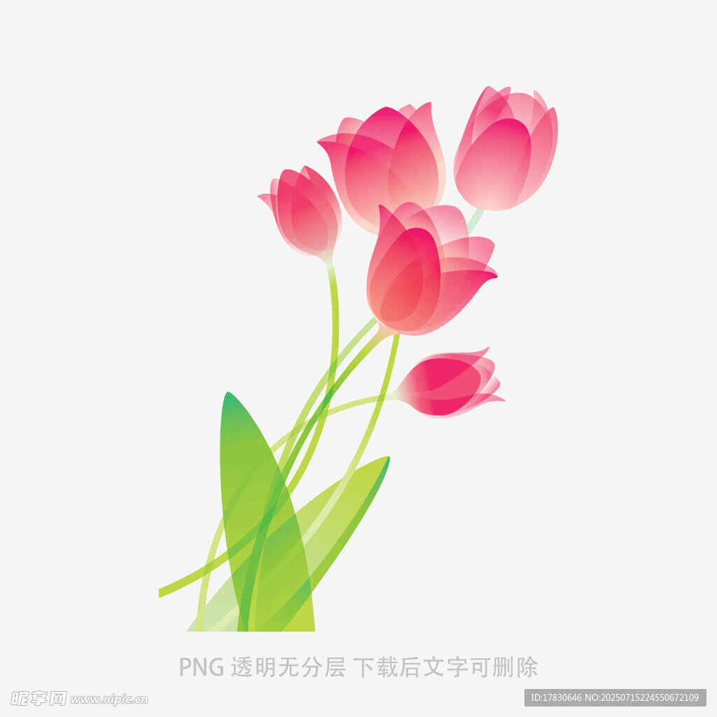 粉色郁金香插画
