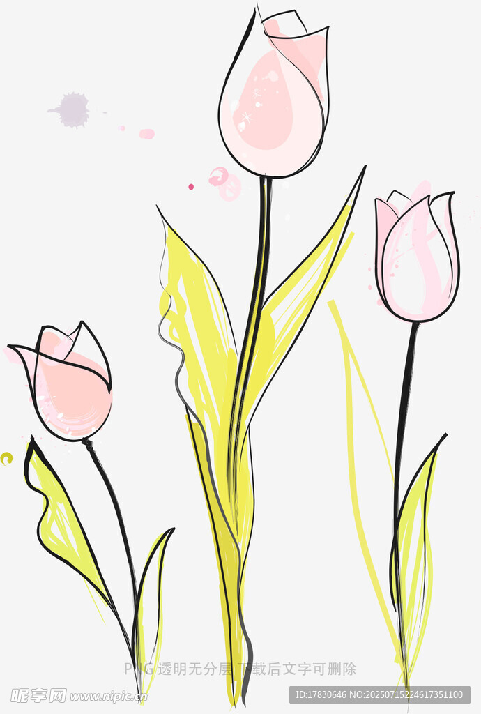 手绘粉色郁金香花卉图