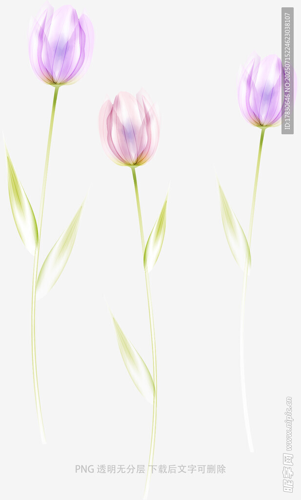 三朵淡紫色郁金香插画