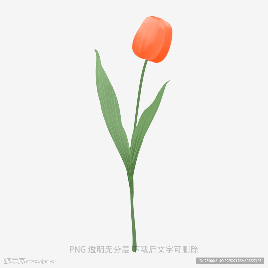 单支橙色郁金香插画