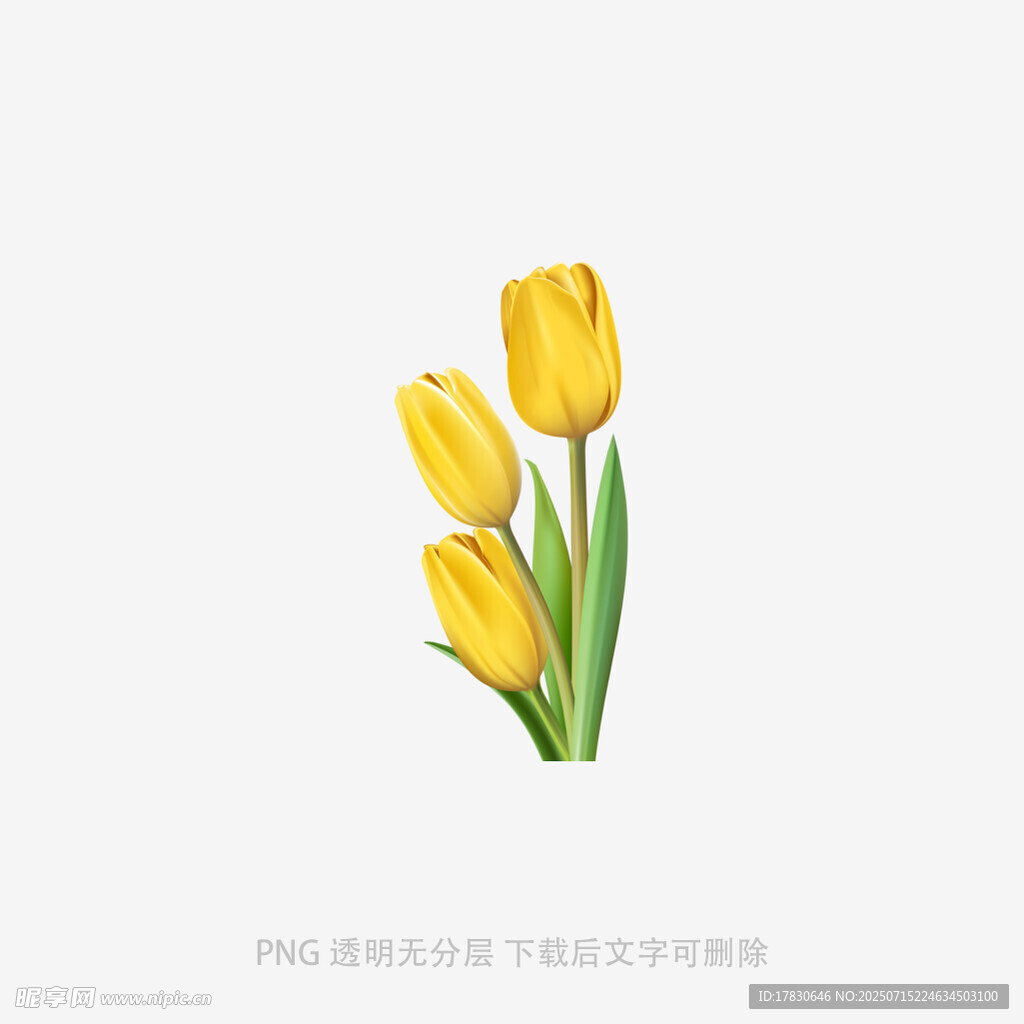 三朵黄色郁金香插画