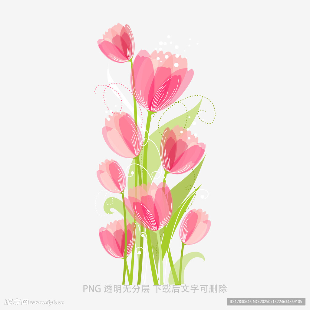 粉色郁金香插画