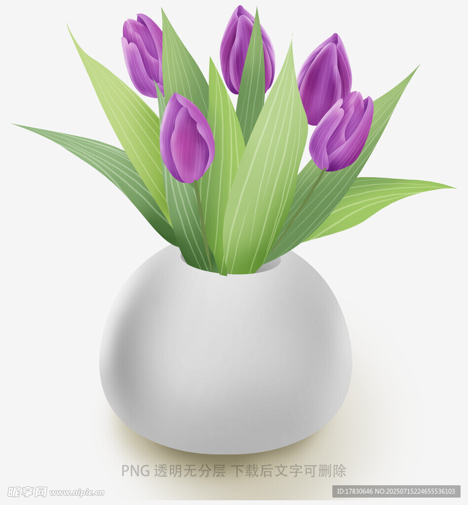 白色花瓶中的紫色郁金香