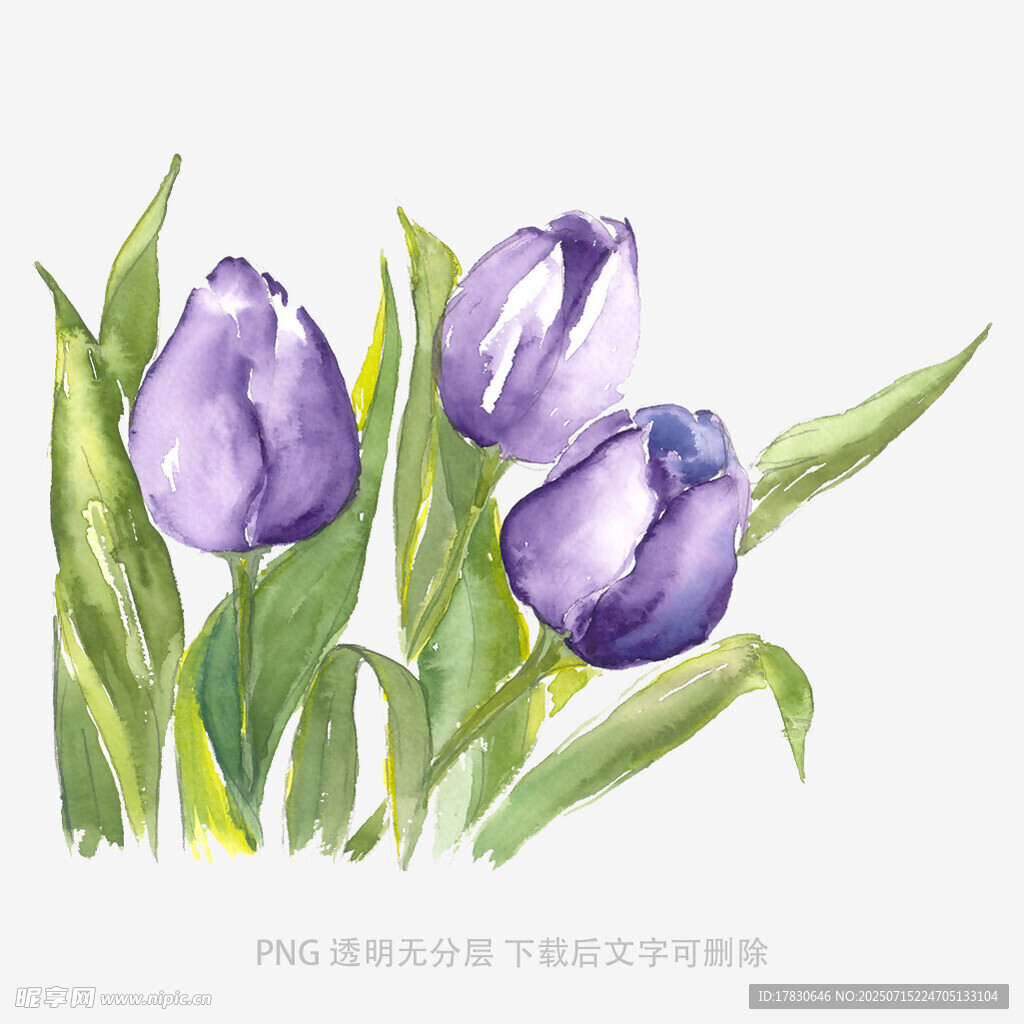紫色郁金香水彩画