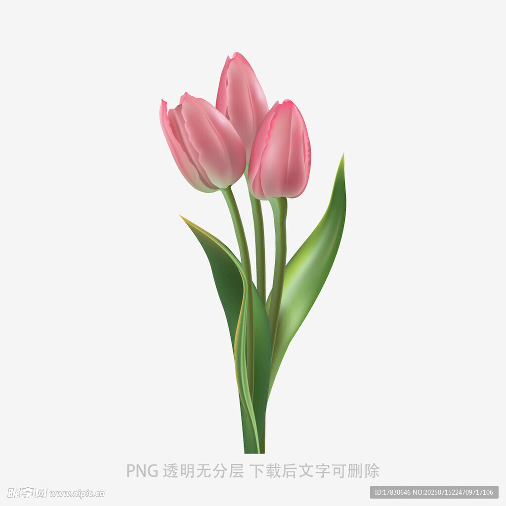 三朵粉色郁金香插画