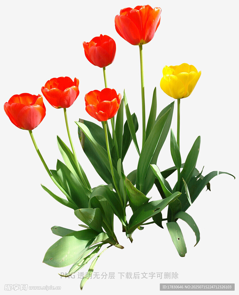 鲜艳郁金香花束