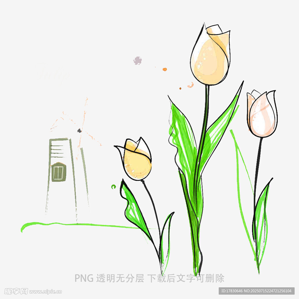 手绘清新郁金香插画