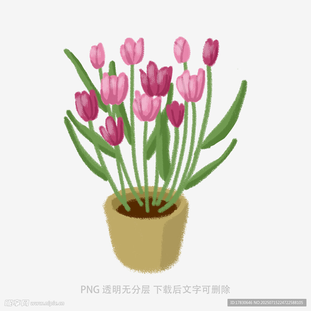 盆栽粉色郁金香插画