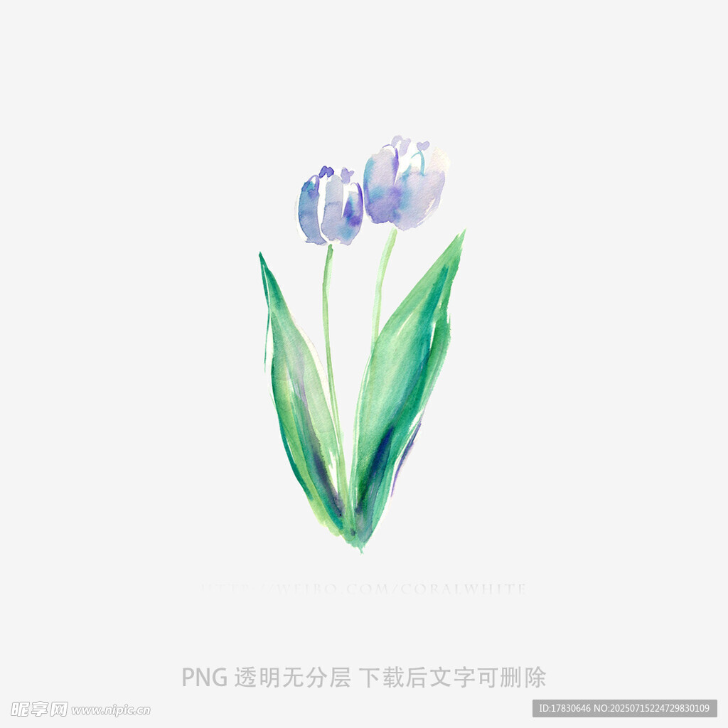 水彩绘蓝郁金香