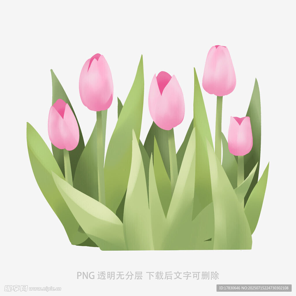 粉色郁金香插画