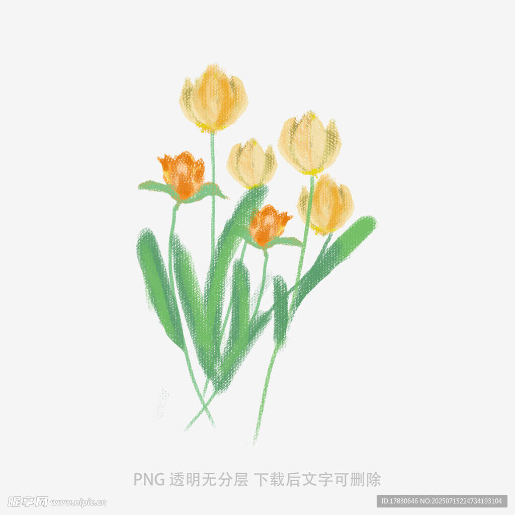 手绘黄色郁金香插画