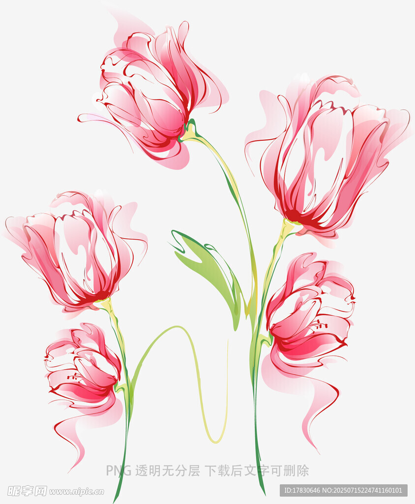 手绘粉色郁金香花卉图