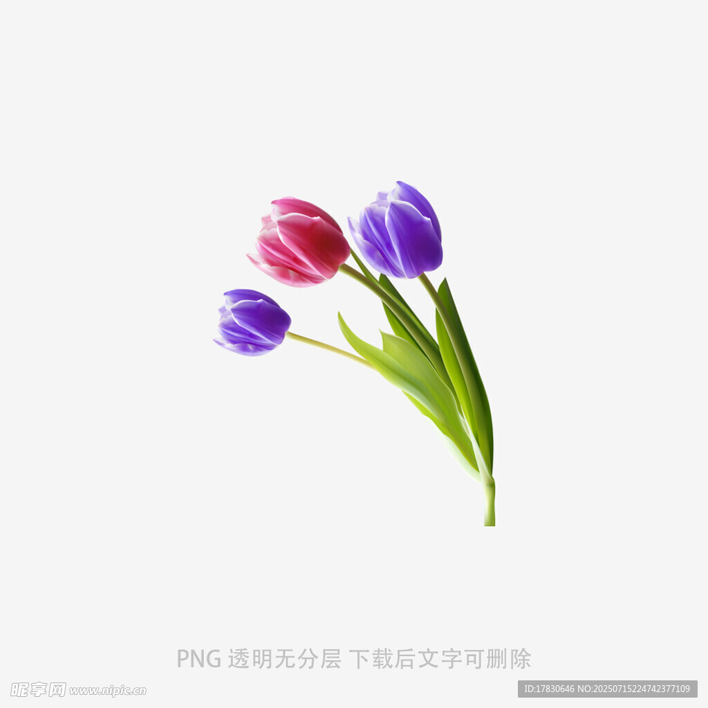 多彩郁金香插画