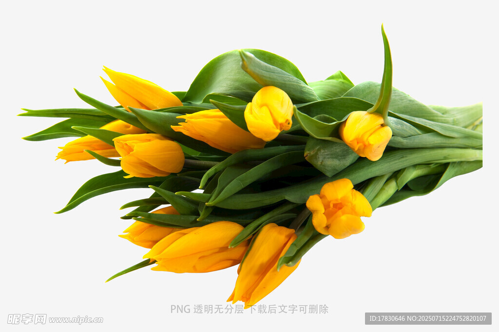 黄色郁金香花束