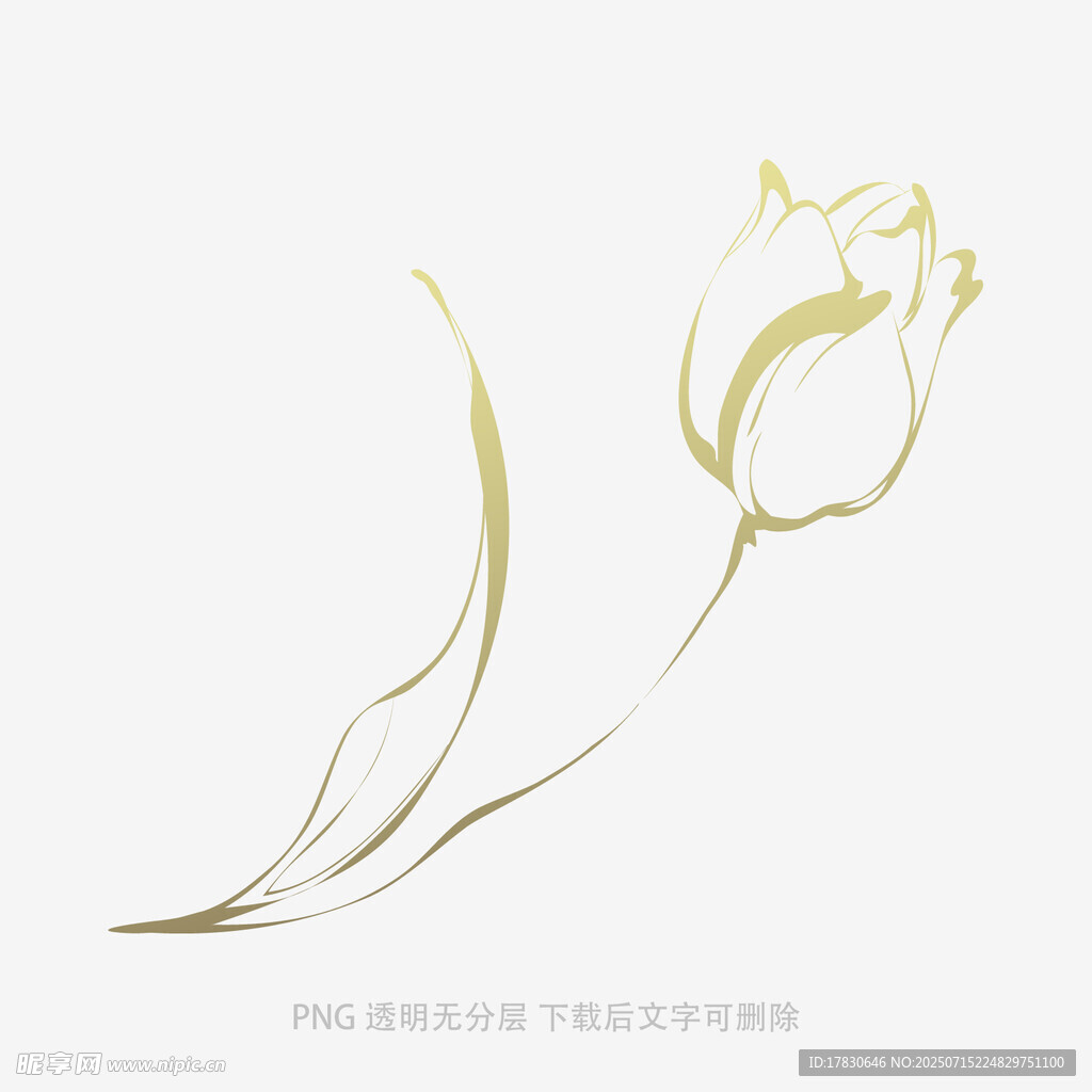 金色线条勾勒的优雅郁金香