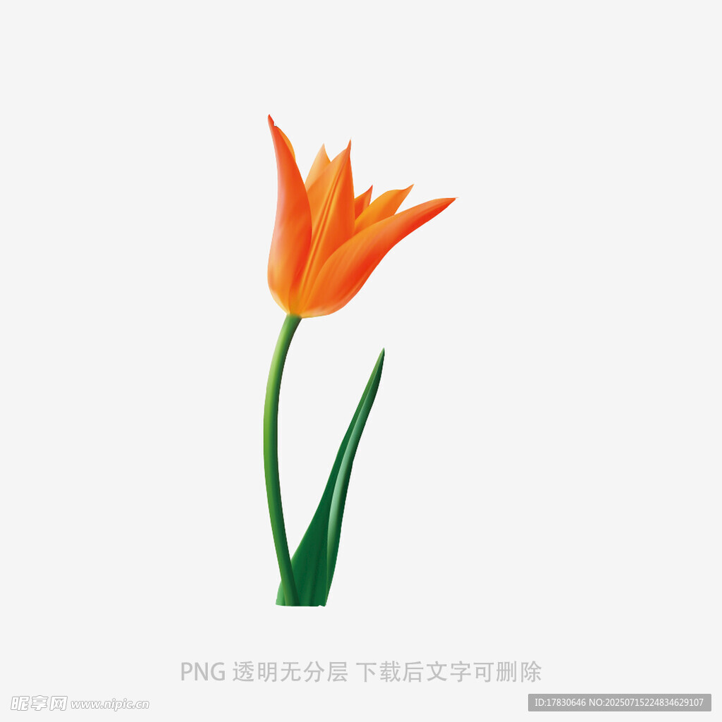 橙色郁金香插画