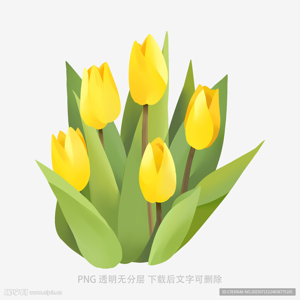 黄色郁金香插画