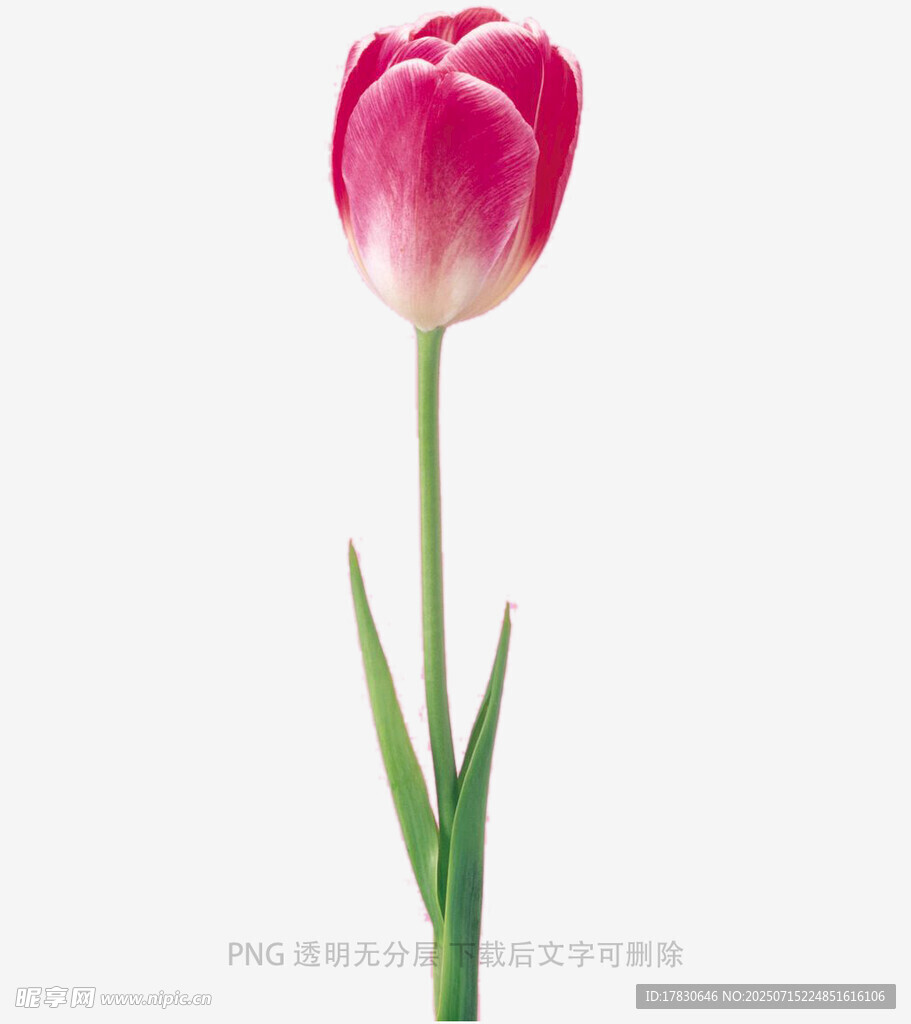 单支粉色郁金香特写