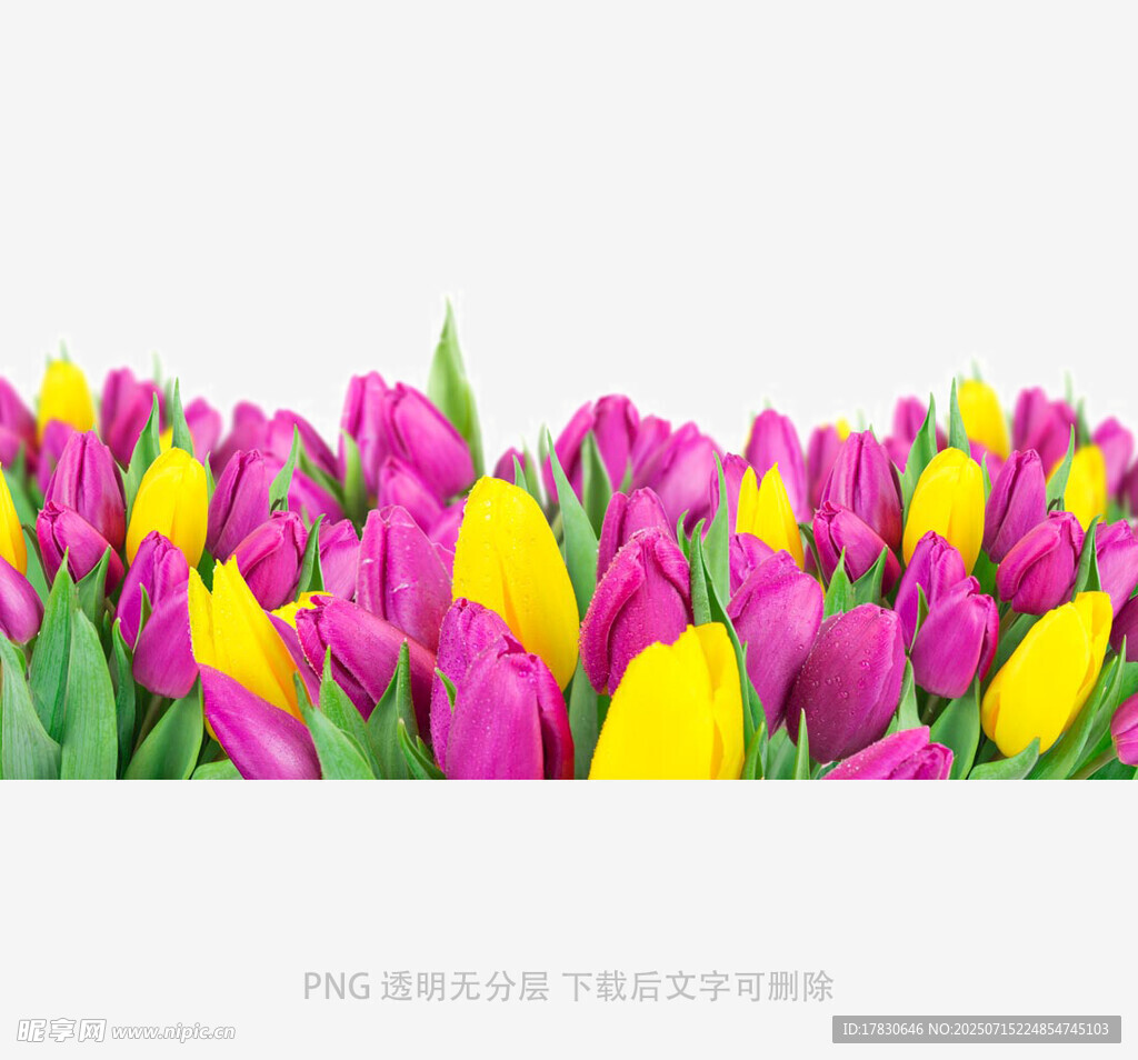 多彩郁金香花海