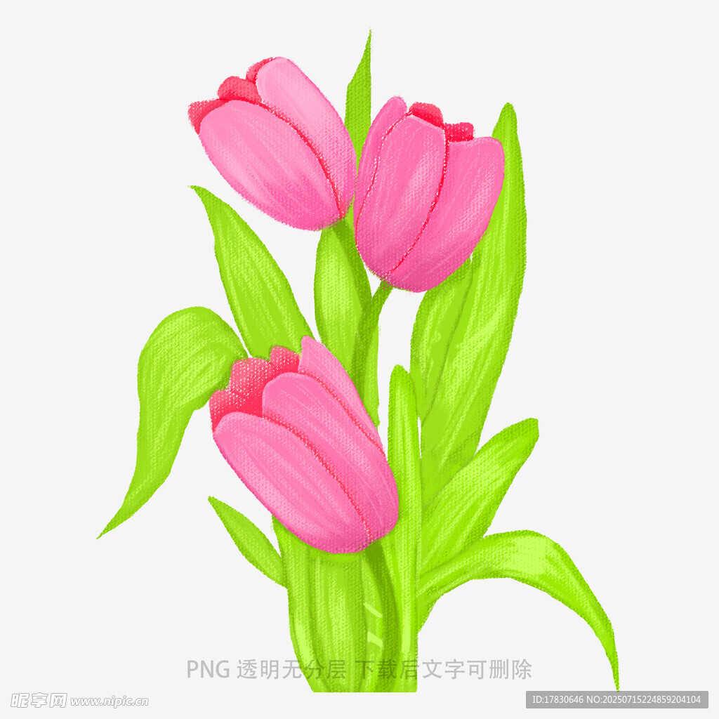手绘粉色郁金香插画