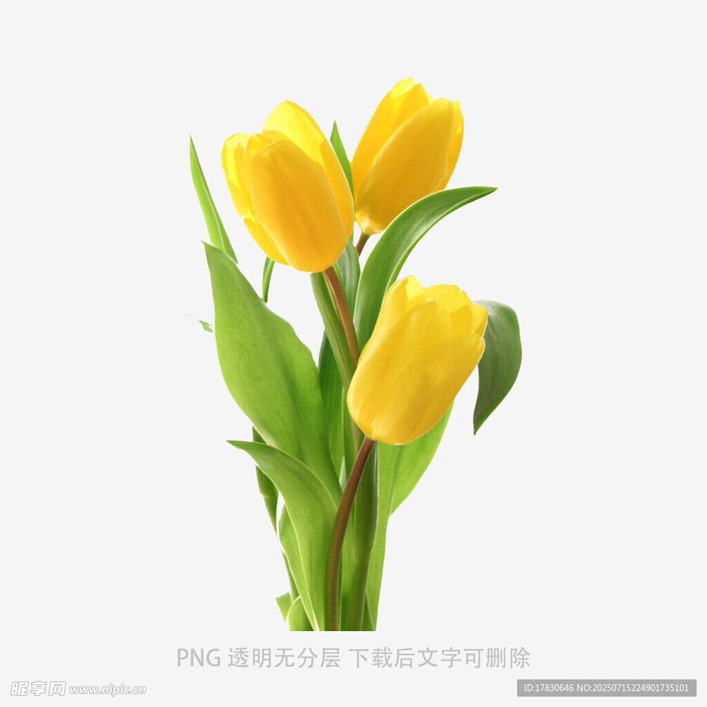 三枝黄色郁金香清新绽放