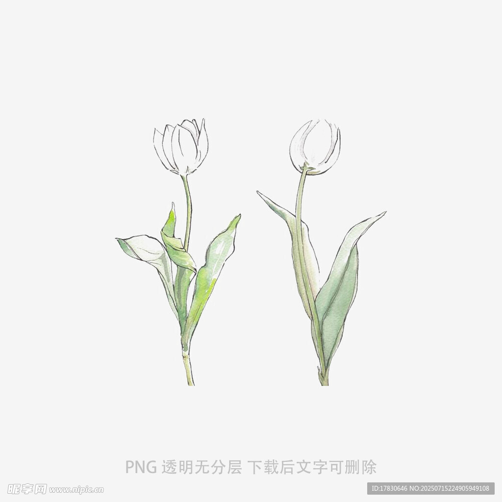 两朵手绘白色郁金香插画
