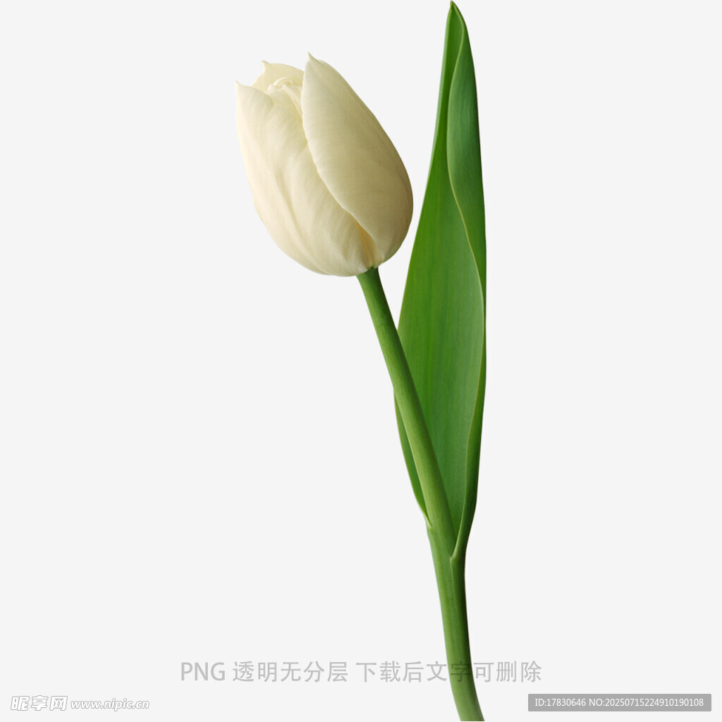 白色郁金香特写