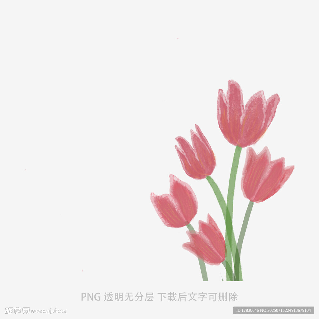 粉色郁金香插画
