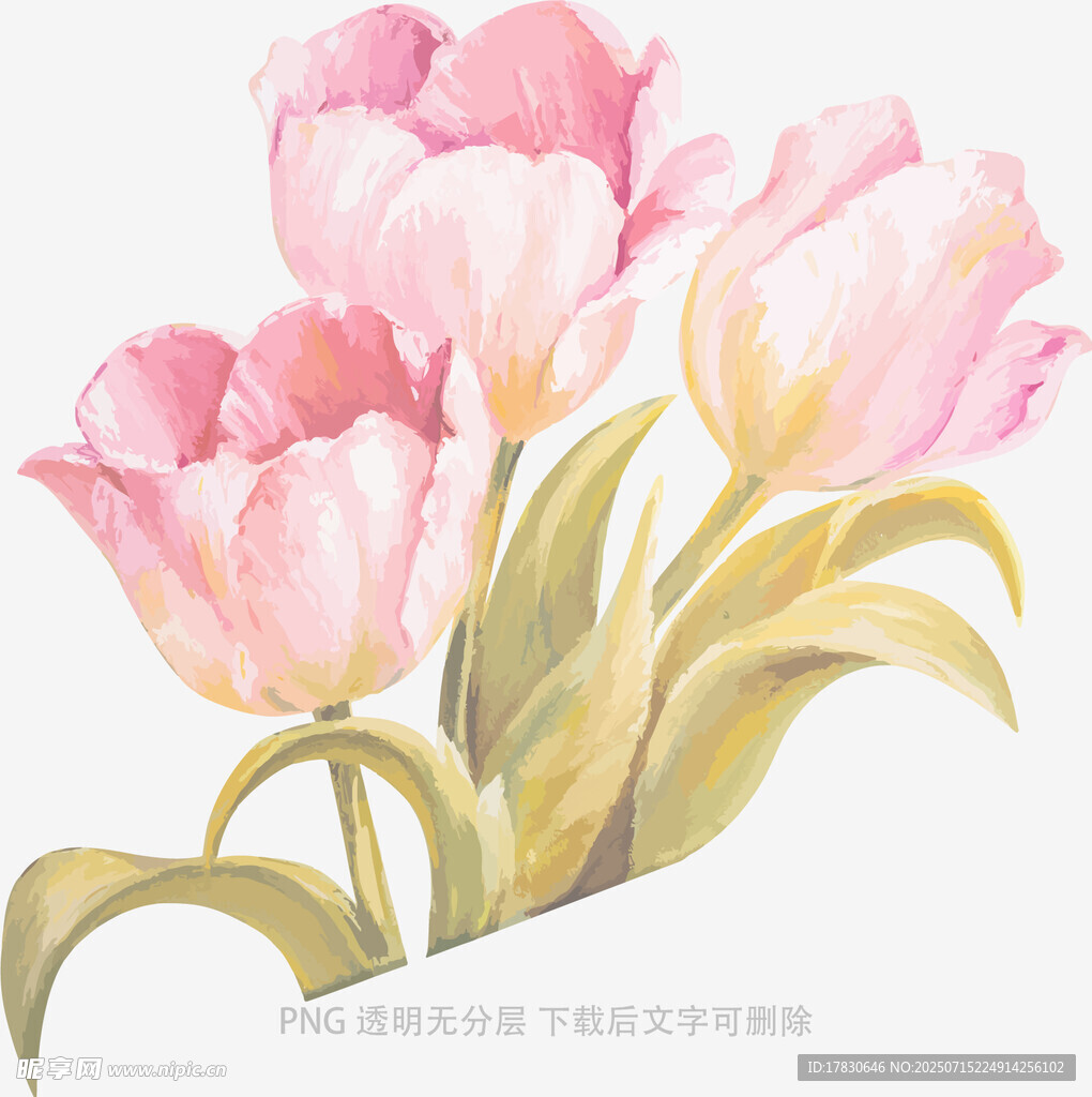 粉色手绘郁金香花卉图