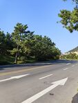 宽阔公路旁绿树成荫