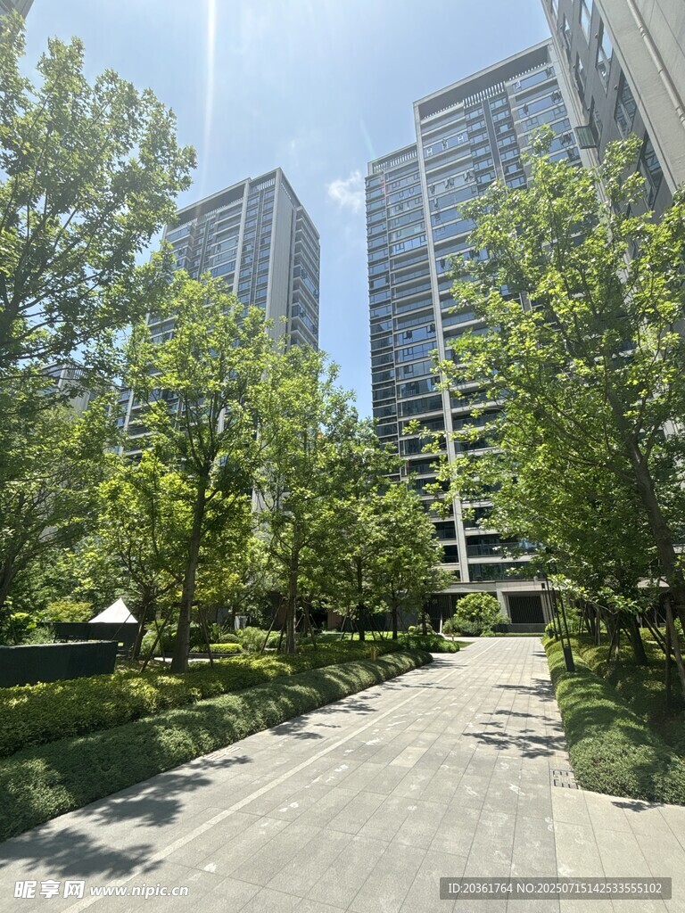 城市林荫下的高楼景观