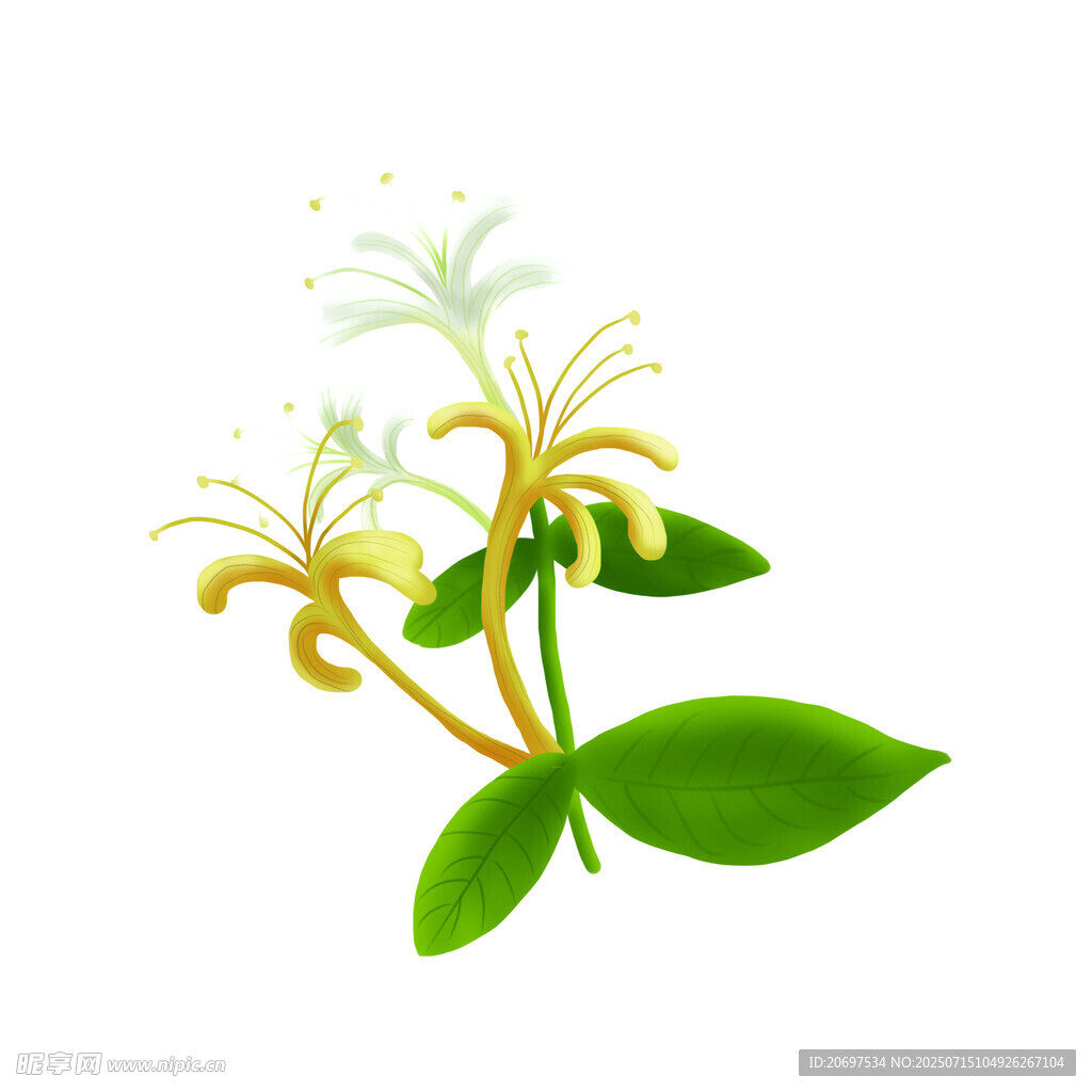 金银花