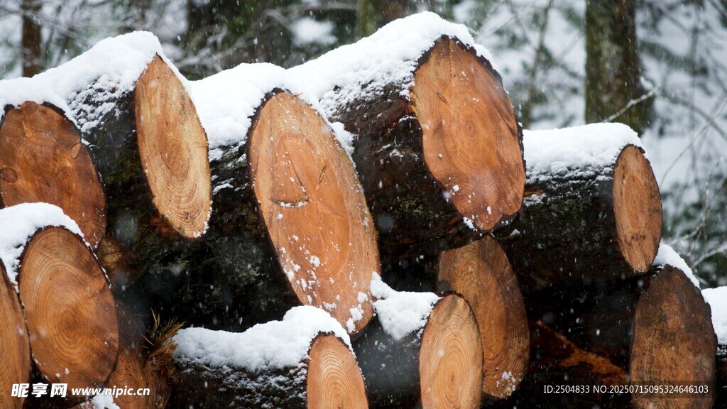 雪覆原木堆 冬日森林景象