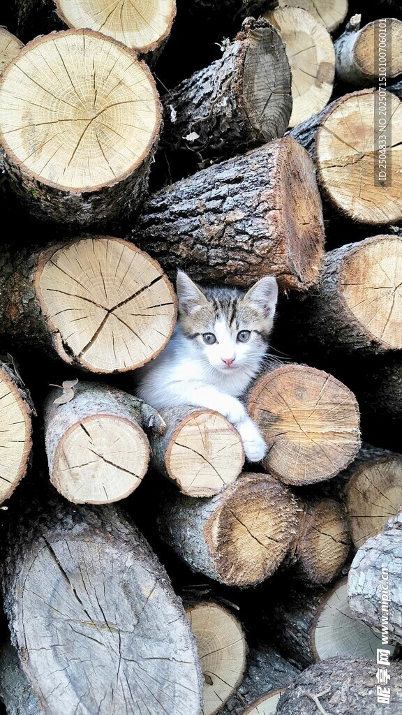 木堆中的可爱猫咪