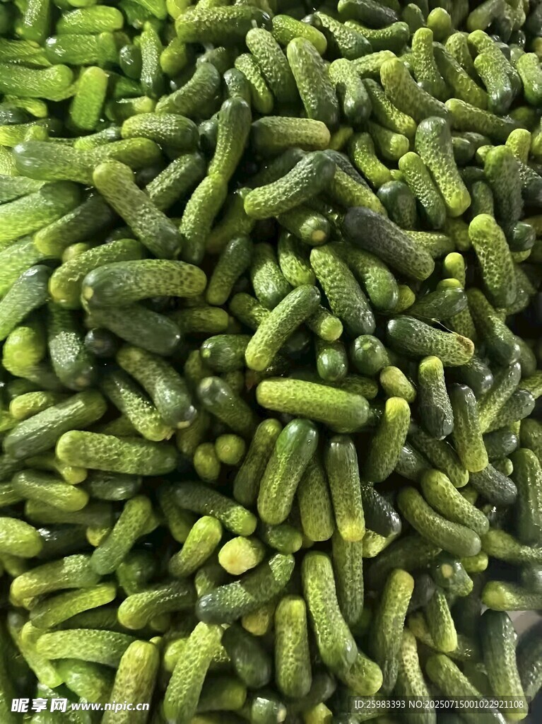 黄瓜