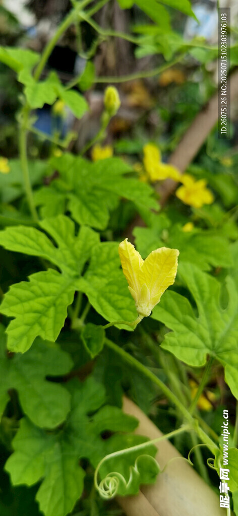 绿叶间的黄色苦瓜花