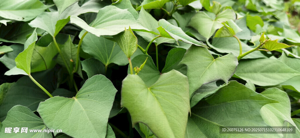 绿叶繁茂的红薯植株