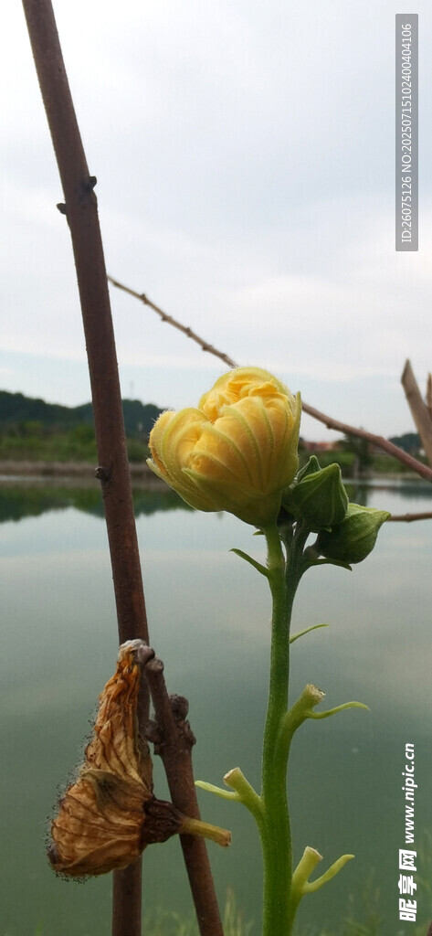 水边绽放的黄色瓜花