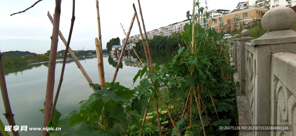 湖畔菜地与远处景致