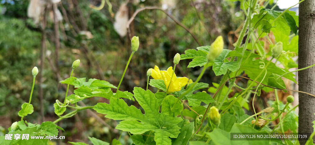 绿叶间的黄色苦瓜花